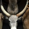 Stuffed head of a Hungarian bull