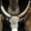 Stuffed head of a Hungarian bull