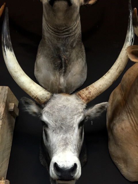 Stuffed head of a Hungarian bull
