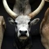 Stuffed head of a Hungarian bull