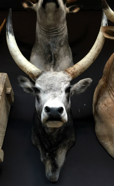 Stuffed head of a Hungarian bull