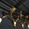 Big Collection capital fallow deer antlers