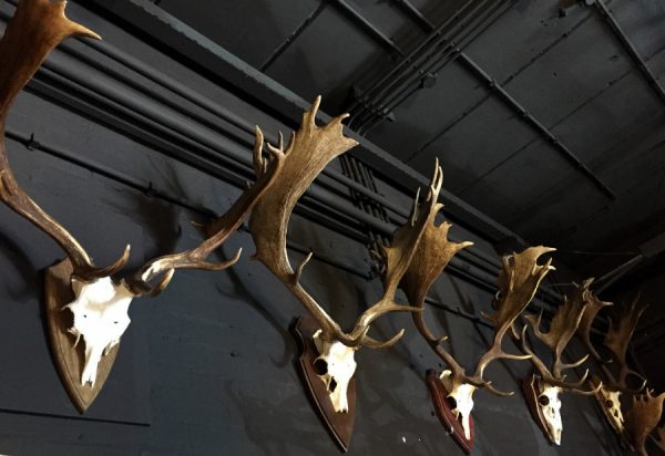 Big Collection capital fallow deer antlers