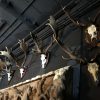 Big Collection capital fallow deer antlers