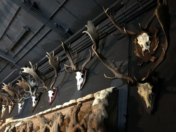 Big Collection capital fallow deer antlers