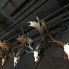 Big Collection capital fallow deer antlers