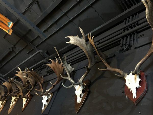 Big Collection capital fallow deer antlers