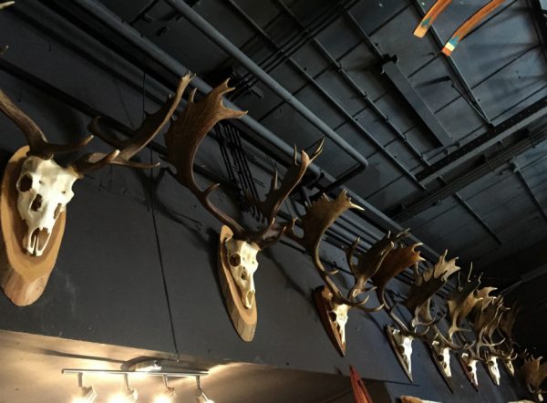 Big Collection capital fallow deer antlers