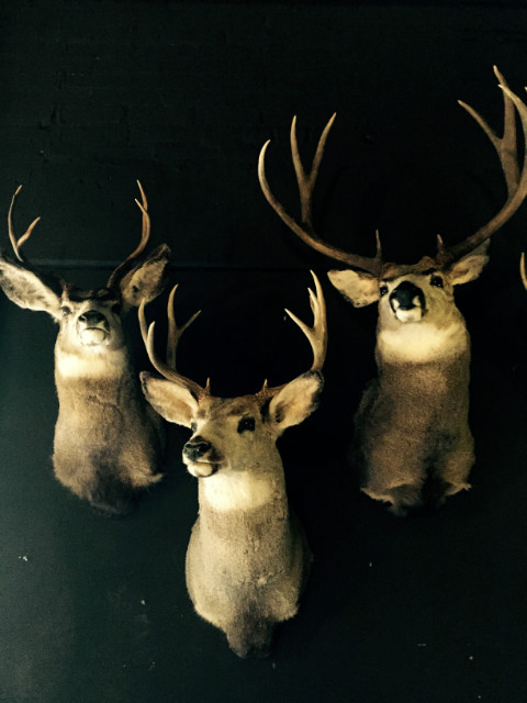 Unique trophy heads of mule- and whitetaildeer