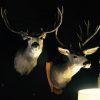 Unique trophy heads of mule- and whitetaildeer