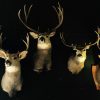 Unique trophy heads of mule- and whitetaildeer