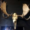 Big skull of an Alaskan Moose