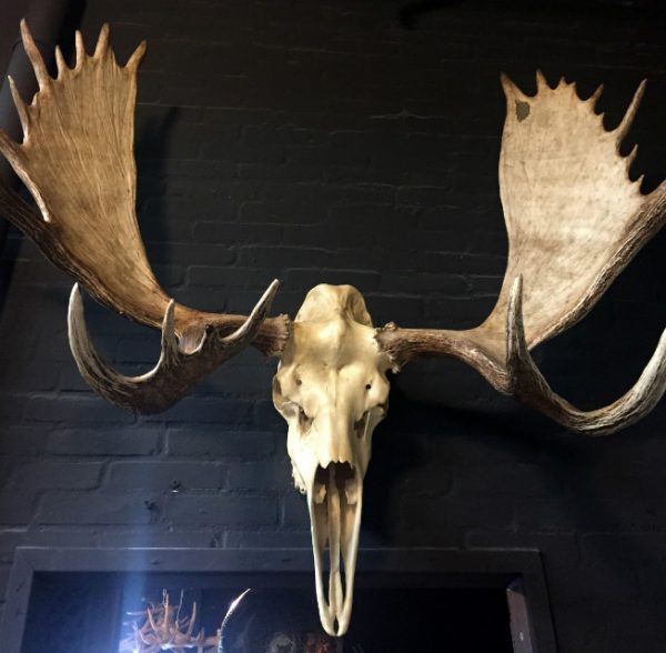 Big skull of an Alaskan Moose