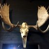 Big skull of an Alaskan Moose