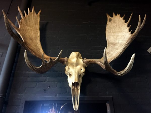 Big skull of an Alaskan Moose