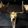 Big skull of an Alaskan Moose