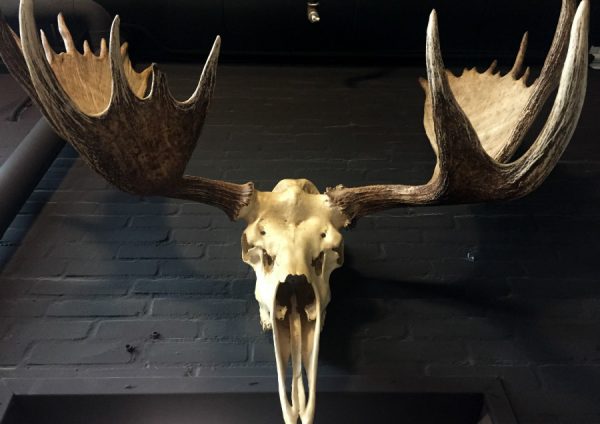 Big skull of an Alaskan Moose