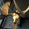 Big skull of an Alaskan Moose