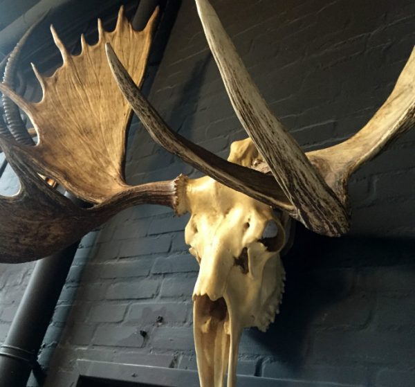 Big skull of an Alaskan Moose