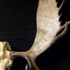 Big skull of an Alaskan Moose