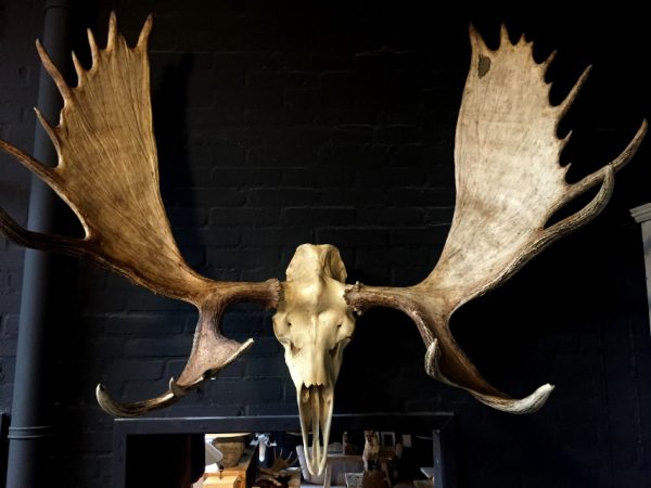 Big skull of an Alaskan Moose