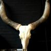 Enormous skull of a Watusi bull.
