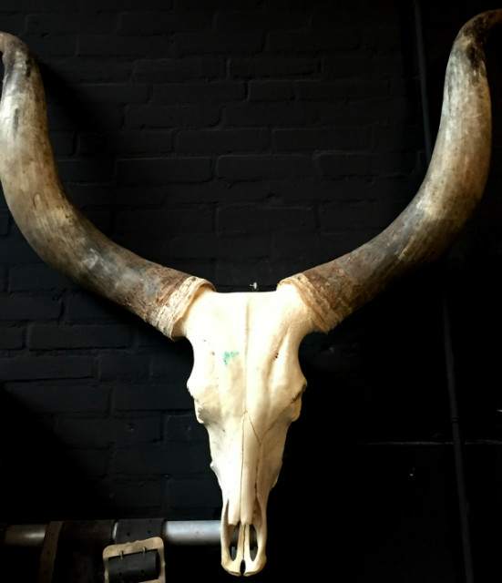 Enormous skull of a Watusi bull. - BEAST Interiors
