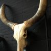 Unieke en enorme schedel van een Watusi rund