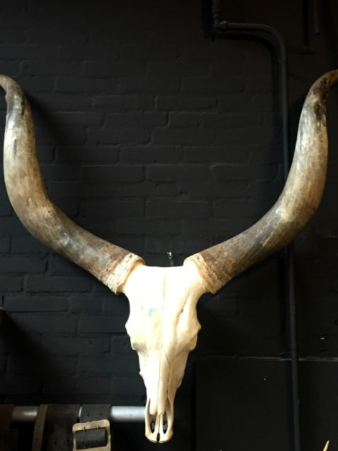 Enormous skull of a Watusi bull.