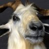 Impressive stuffed head of a giant Nguni Bull