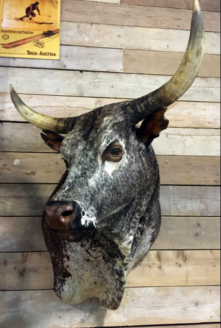 Massive stuffed head of a Nguni Bull.