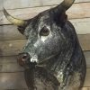 Massive stuffed head of a Nguni Bull.