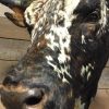 Impressive stuffed head of a giant Nguni Bull