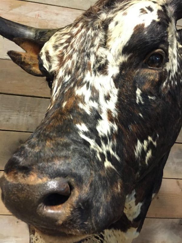 Impressive stuffed head of a giant Nguni Bull