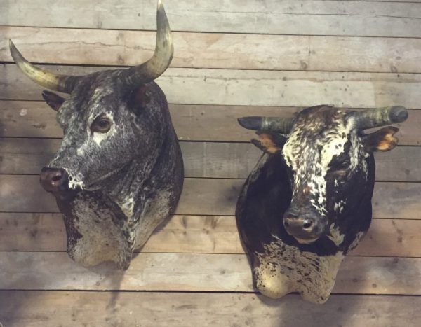 Impressive stuffed head of a giant Nguni Bull