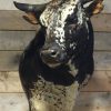 Impressive stuffed head of a giant Nguni Bull