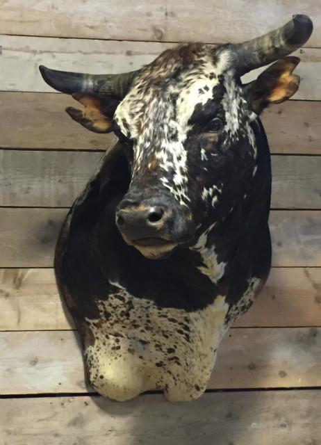 Impressive stuffed head of a giant Nguni Bull