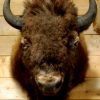 Zeer imposante opgezette bizon kop