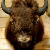 Very impressive mounted bison head.