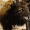Very impressive mounted bison head.