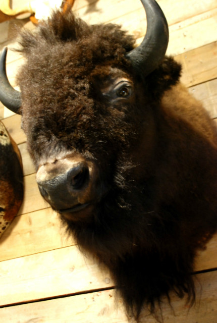 Very impressive mounted bison head.