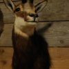 Nice taxidermy head of a big fallow deer.