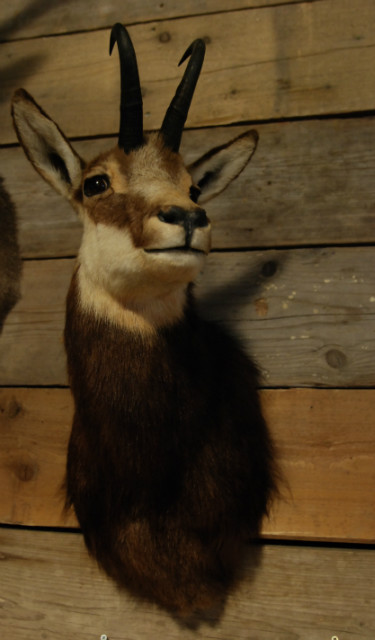 Unique stuffed head of a chamois