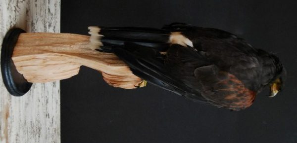 Sierlijk opgezette Harris hawk