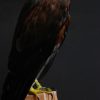 Sierlijk opgezette Harris hawk