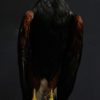 Sierlijk opgezette Harris hawk