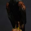 Sierlijk opgezette Harris hawk