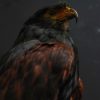 Graceful stuffed Harris hawk