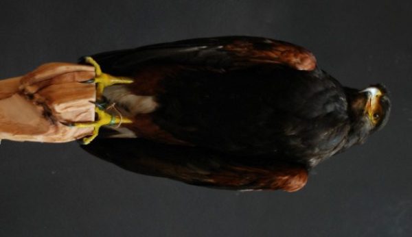 Graceful stuffed Harris hawk