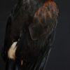 Sierlijk opgezette Harris hawk